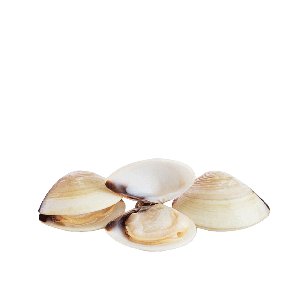 Almeja Blanca Cocida 40/60 FROXÁ (1kg)