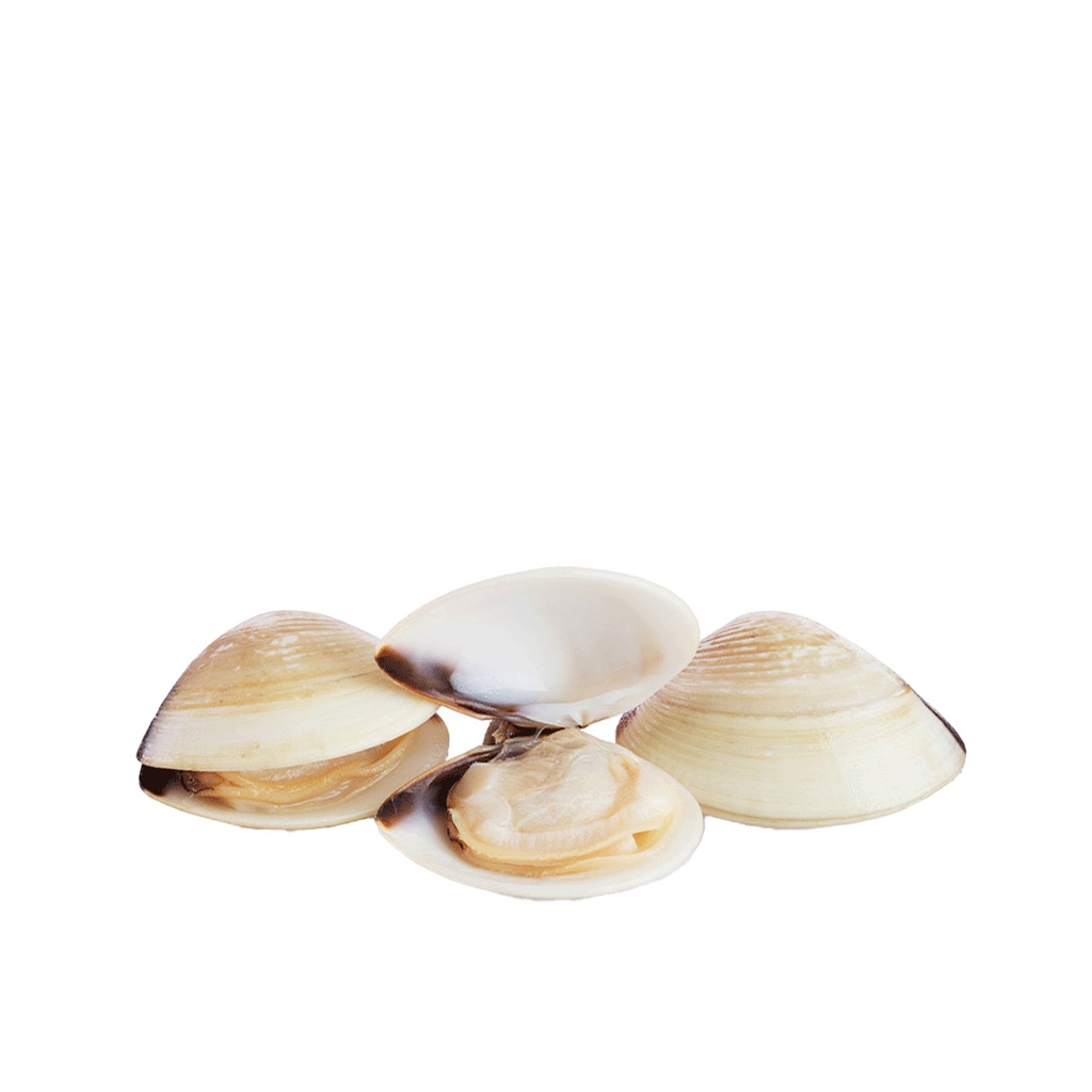 Almeja Blanca Cocida 40/60 FROXÁ (5,04 €/kg)